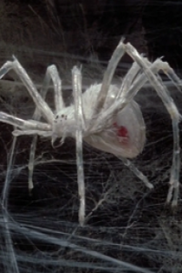 Krull